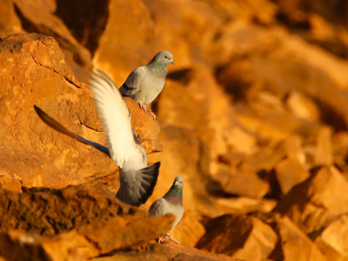 Rock Pigeon - Michal Bialek