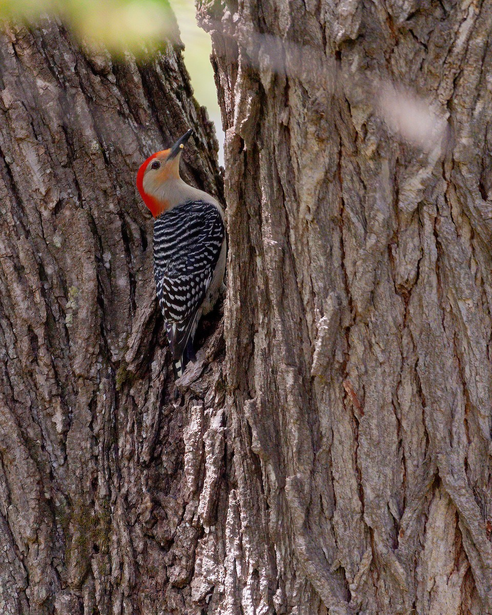 Red-bellied Woodpecker - ML533238711