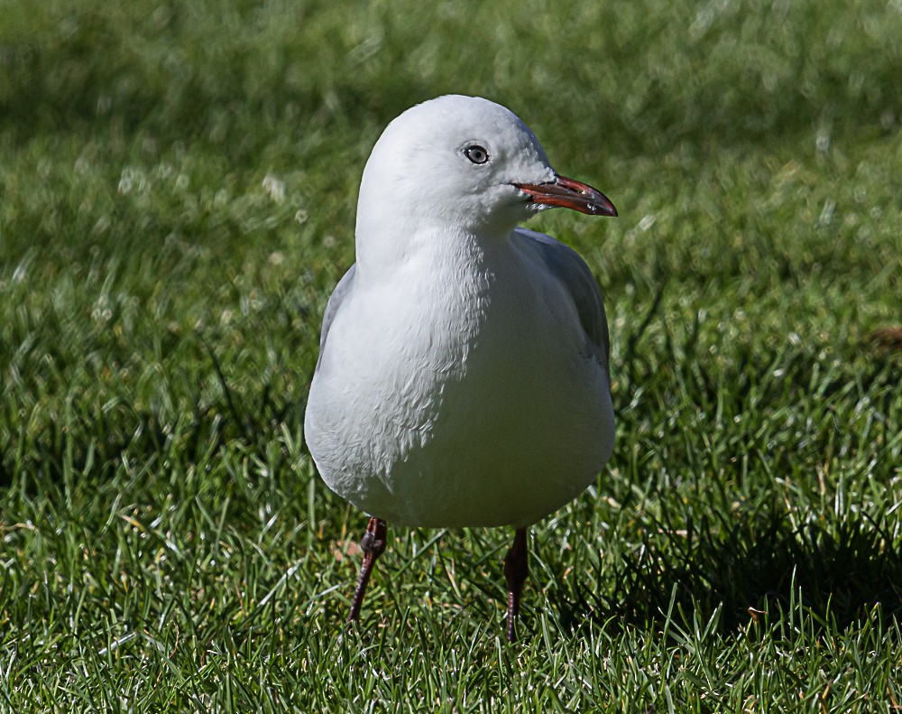 Silver Gull - ML533238801