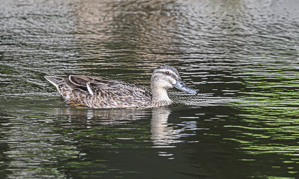 Mallard x Pacific Black Duck (hybrid) - ML533238851