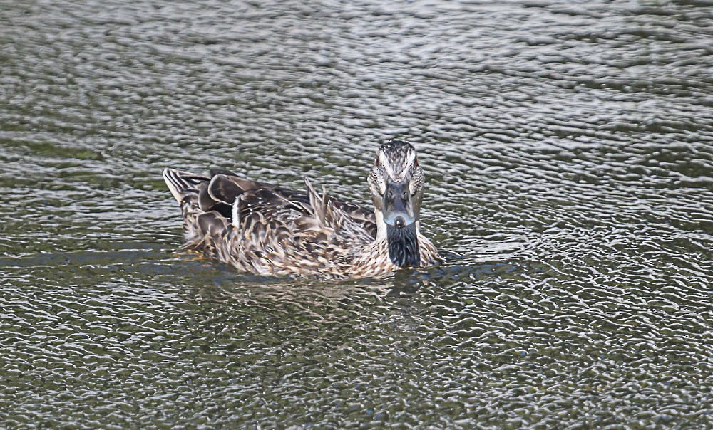 Mallard x Pacific Black Duck (hybrid) - ML533238861