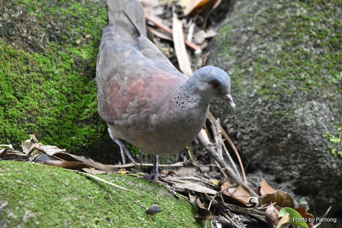 Malagasy Turtle-Dove - ML533239081