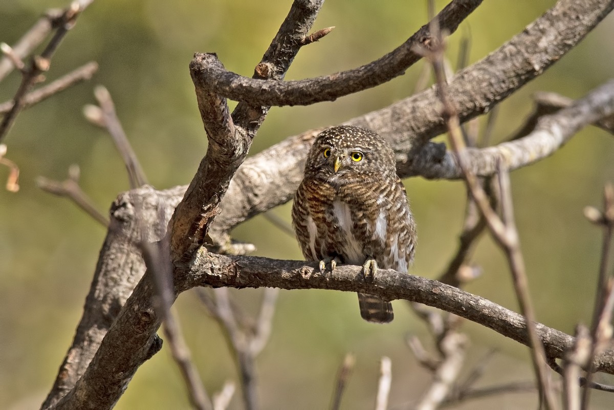 Collared Owlet - ML533239371