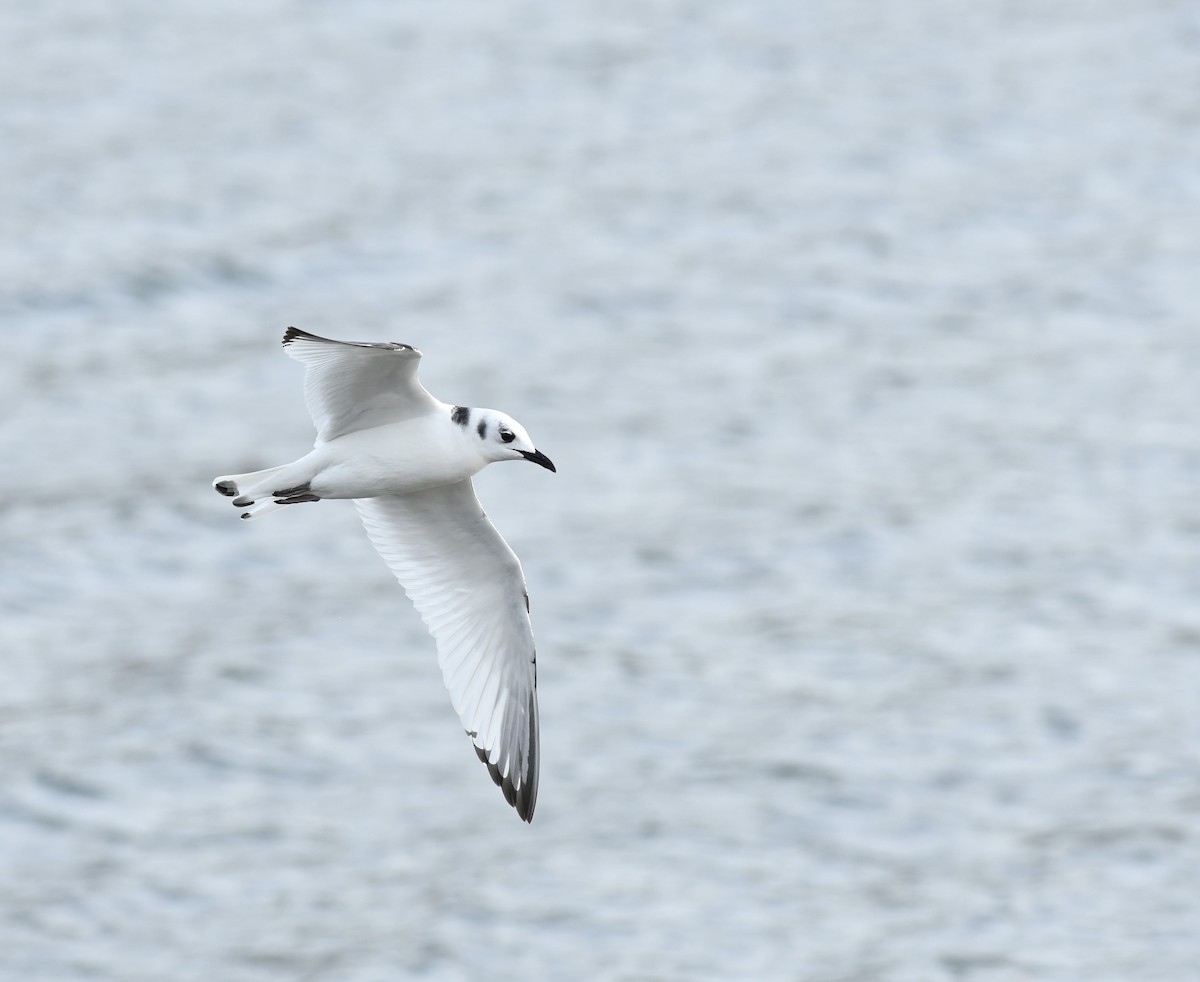 Black-legged Kittiwake - ML533239621