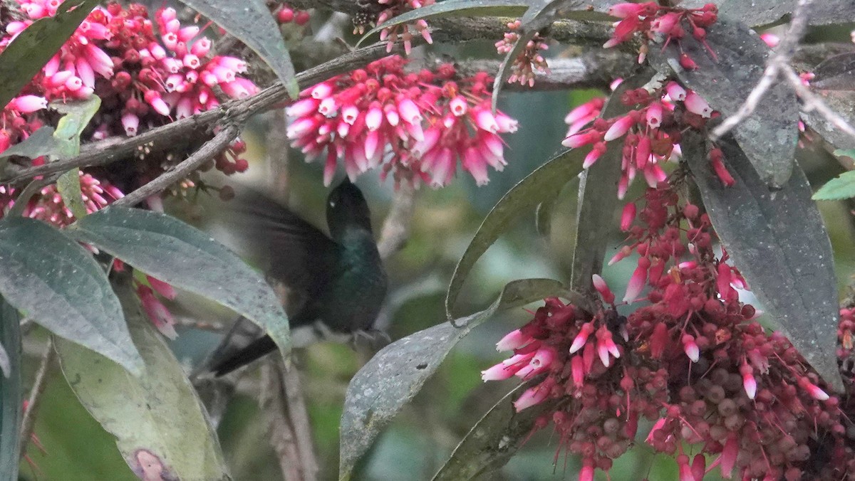 kolibřík turmalinový - ML533240201