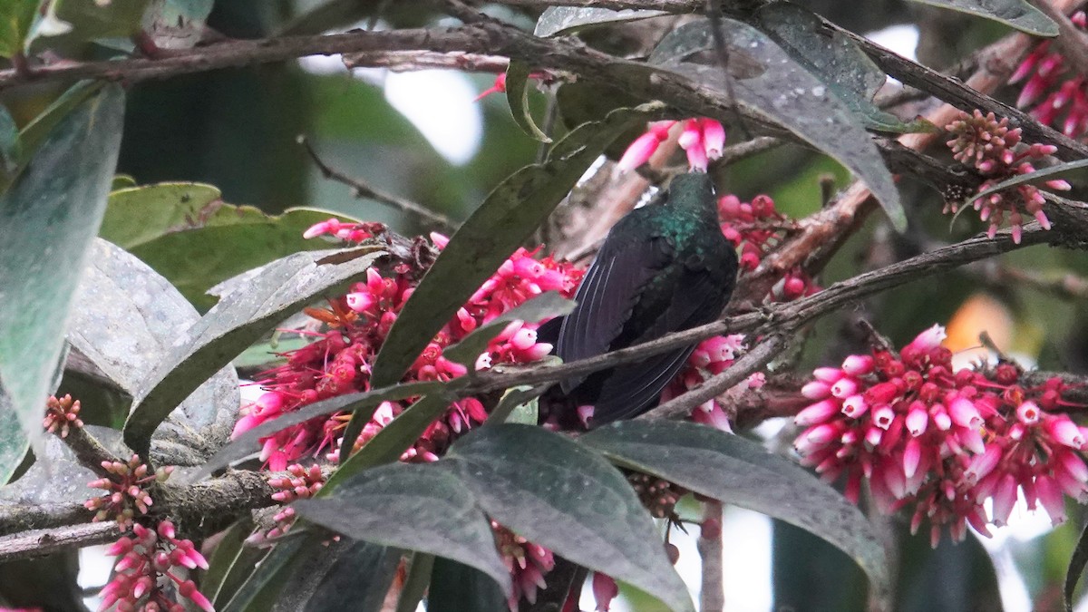 kolibřík turmalinový - ML533240241