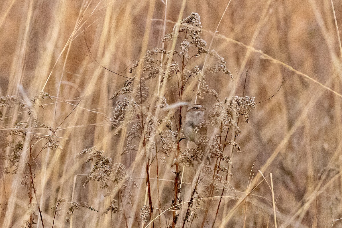 American Tree Sparrow - William Green