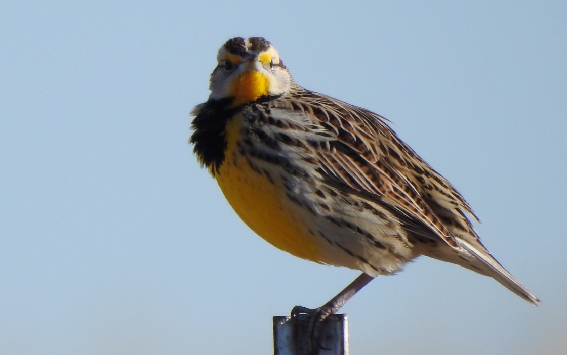 Eastern Meadowlark - ML533243851