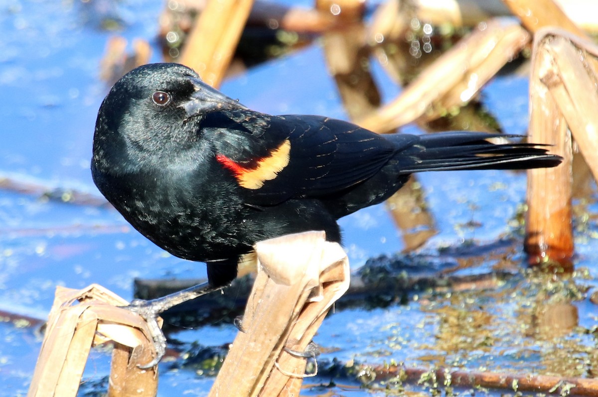 Red-winged Blackbird - ML53324421