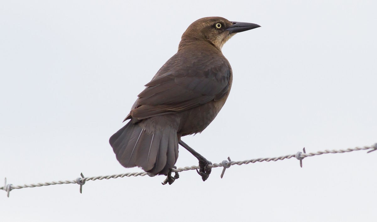Great-tailed Grackle - ML53324611