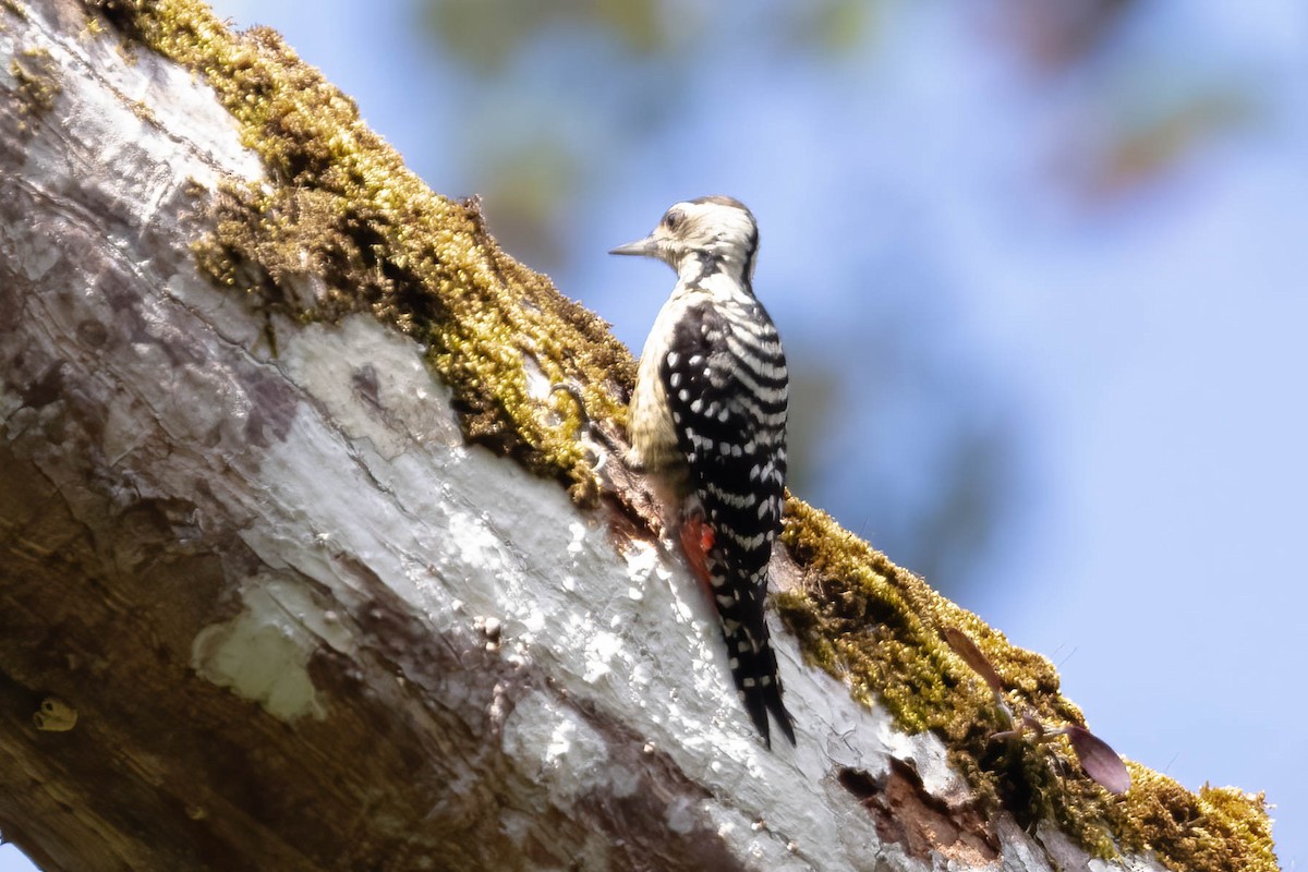 Freckle-breasted Woodpecker - Neeraja V