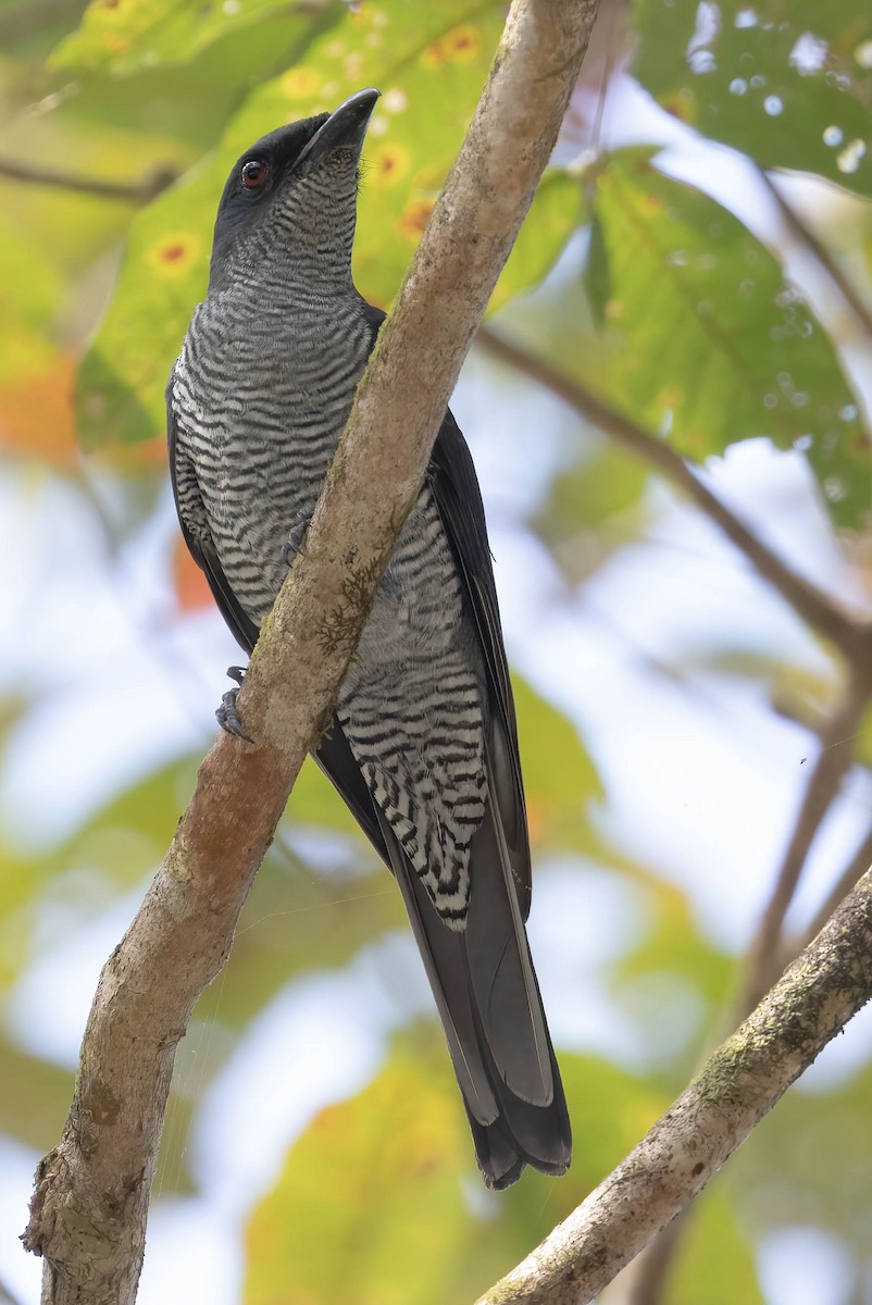 Andaman Cuckooshrike - ML533246411