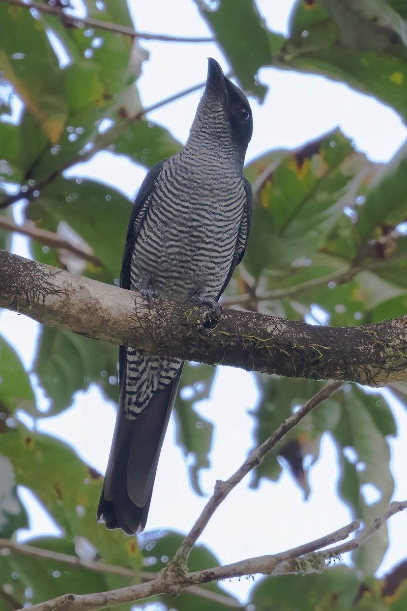 Andaman Cuckooshrike - ML533246611