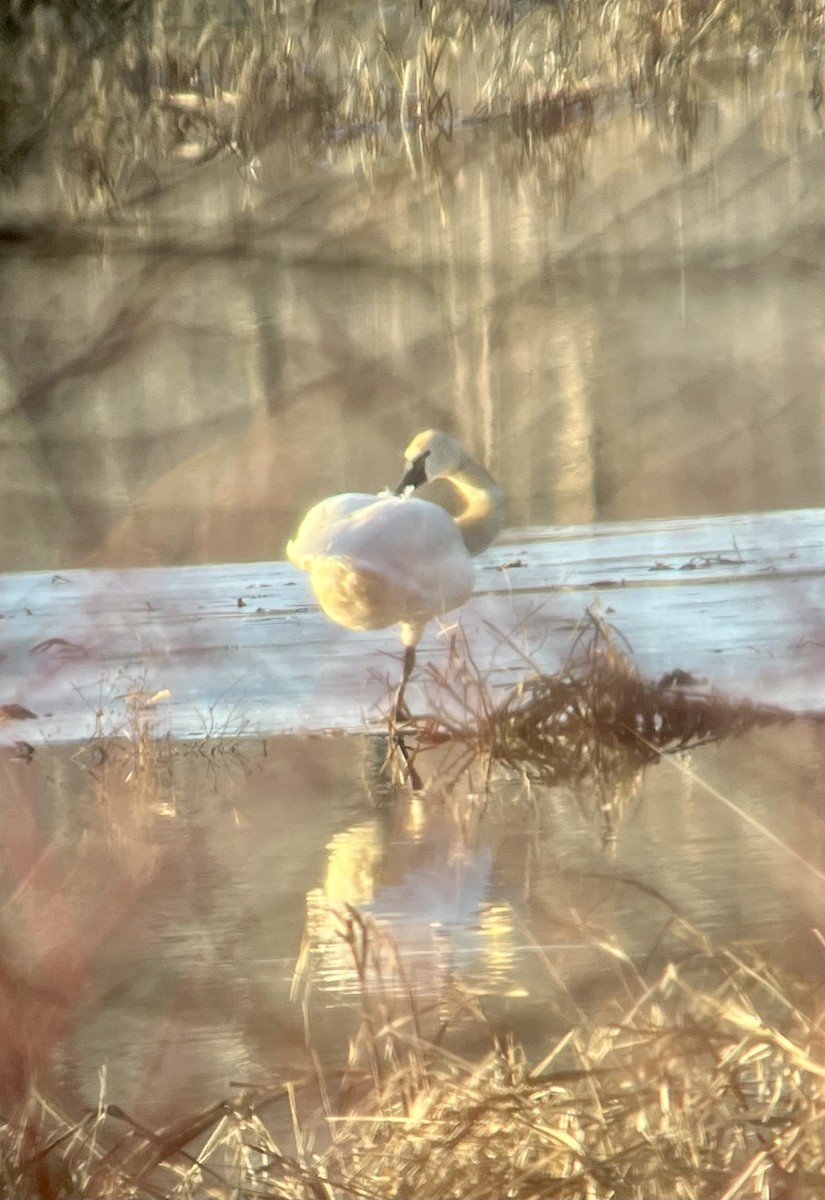 Tundra Swan - ML533247991