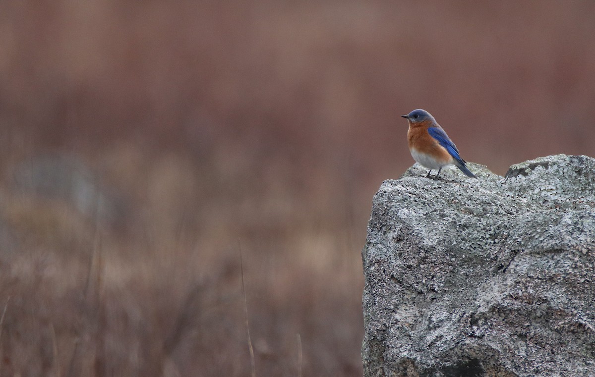 Eastern Bluebird - Zachary Holderby