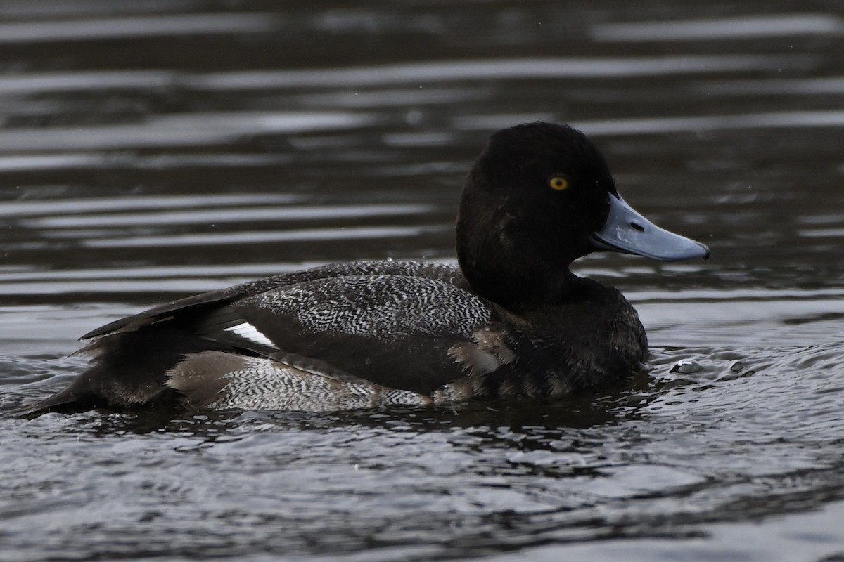 Lesser Scaup - ML533250151