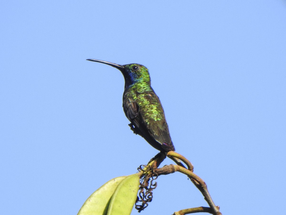 kolibřík tropický - ML533250231