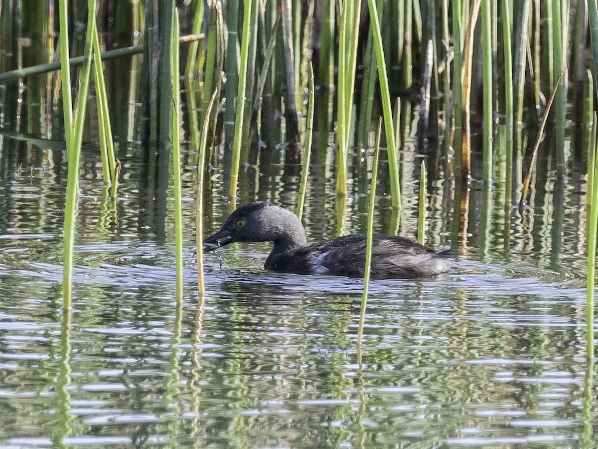 Least Grebe - David Hall