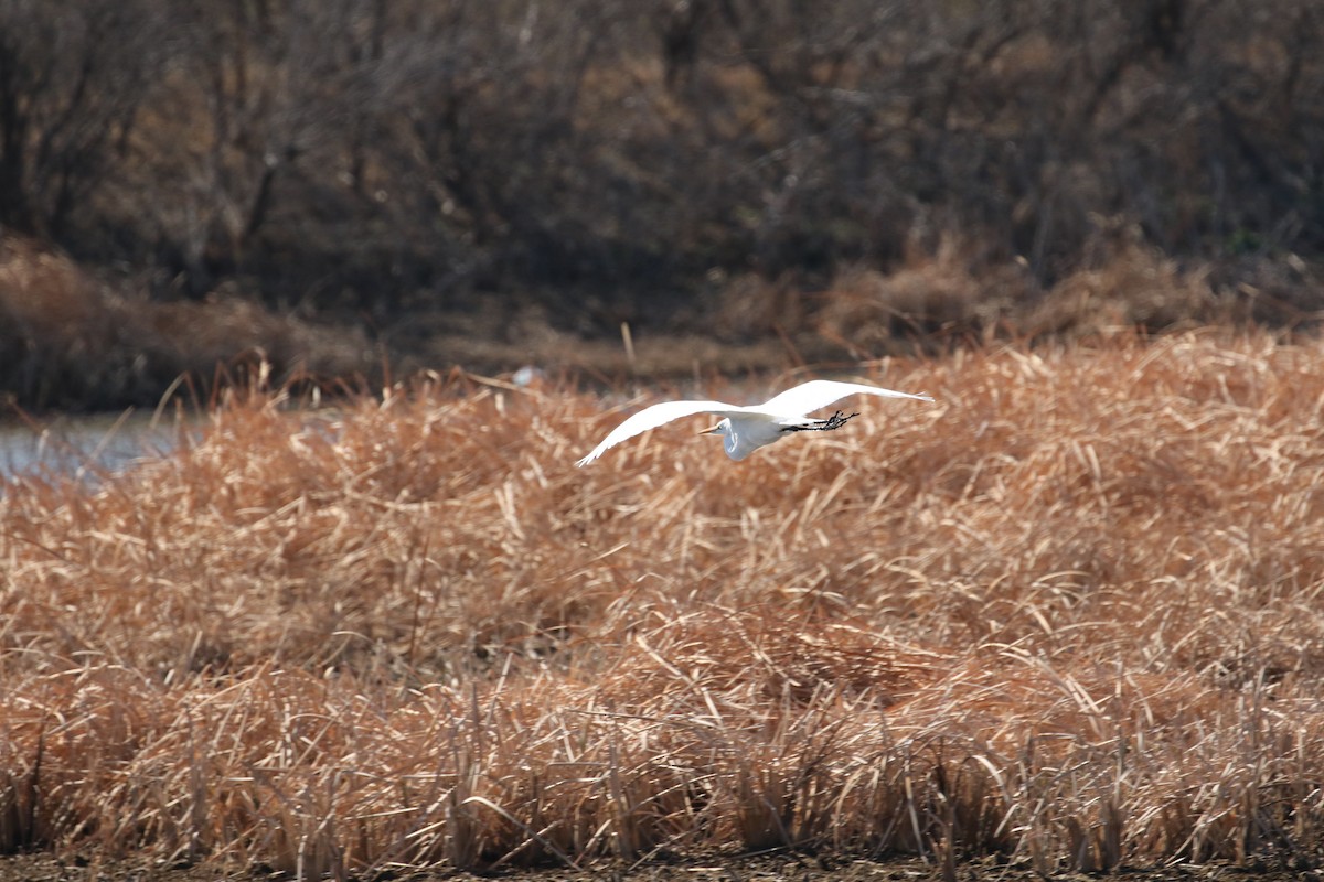 Great Egret - ML533251231