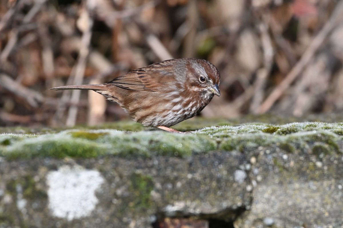 Song Sparrow - ML533251531