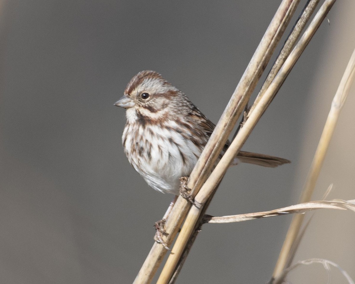Song Sparrow - ML533251791