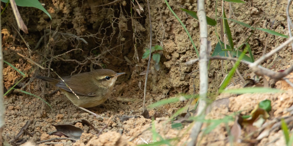 Pale-footed Bush Warbler - ML533252601