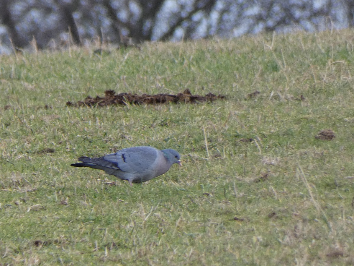 Stock Dove - ML533252721