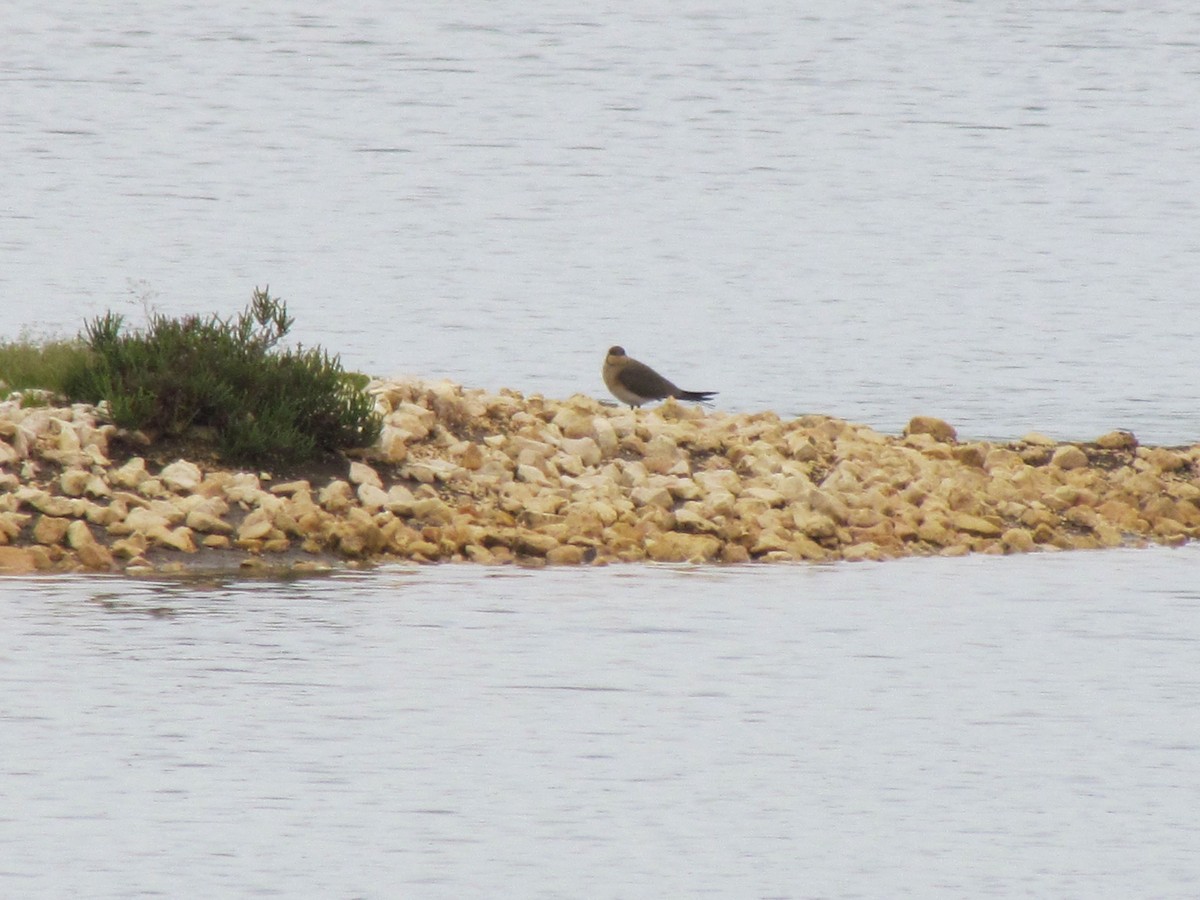 Collared Pratincole - ML533256341