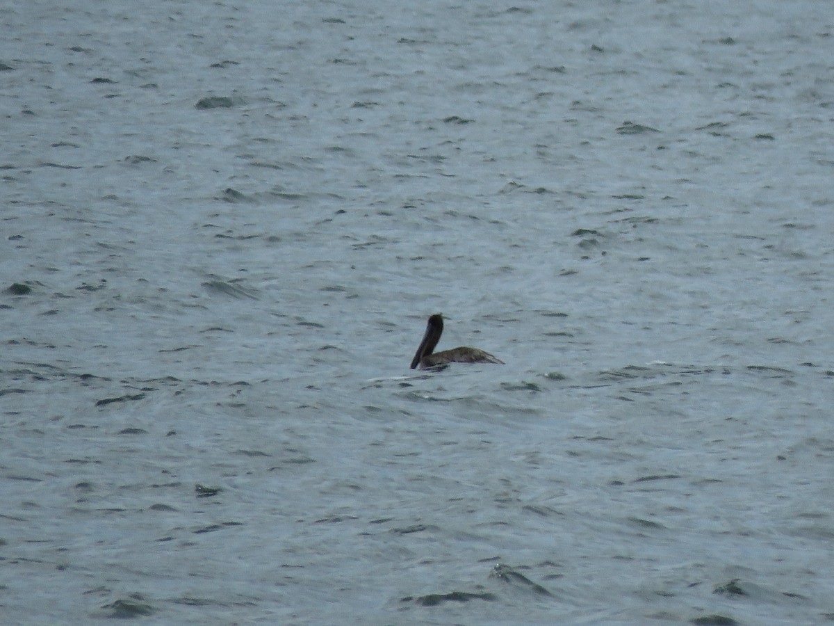 Brown Pelican - ML533256361