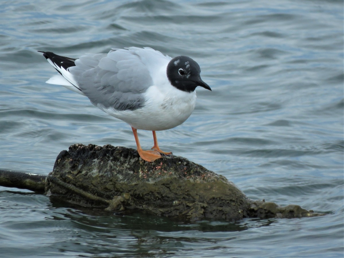 Bonaparte's Gull - ML533256401