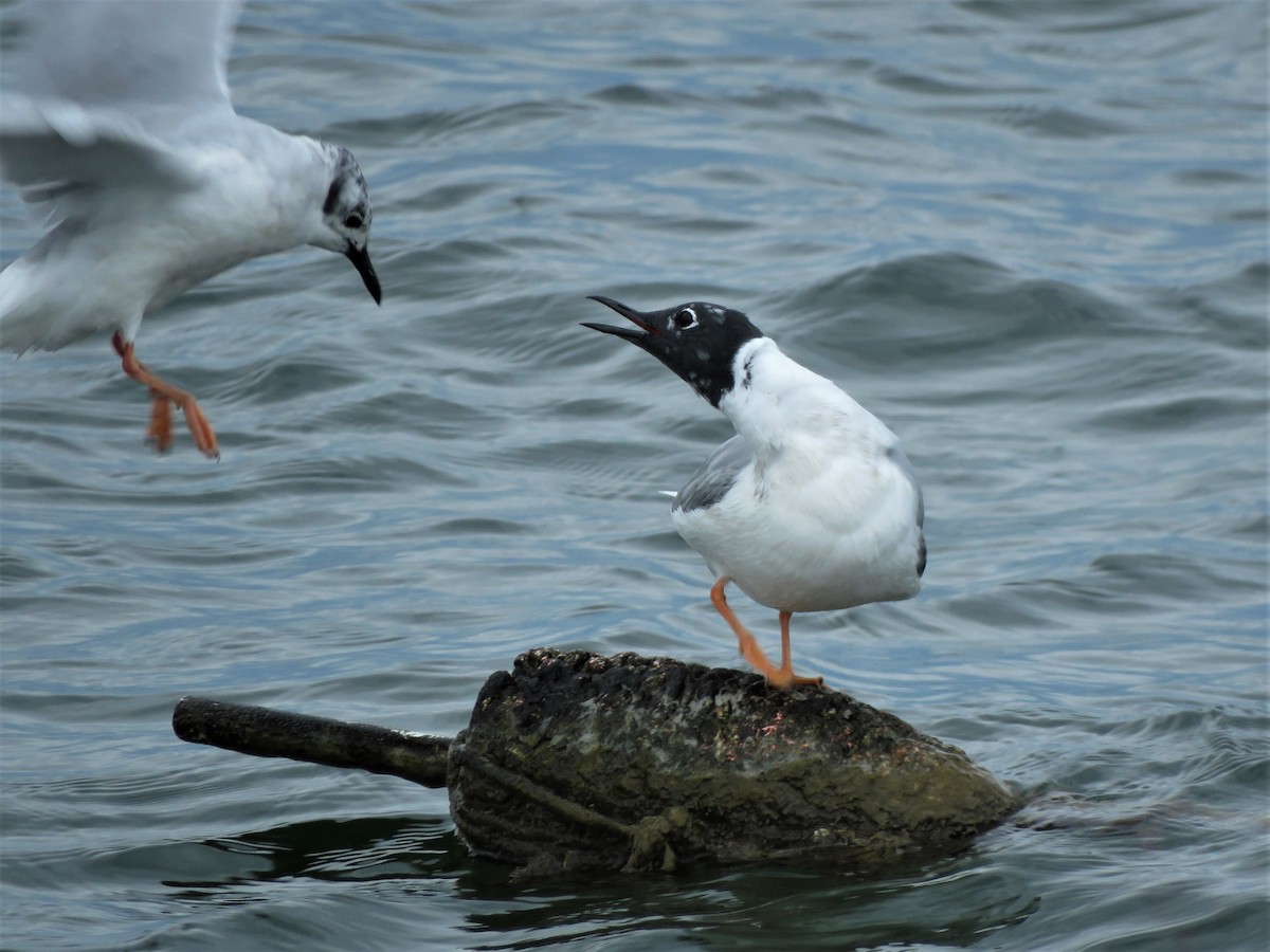 Bonaparte's Gull - ML533256411