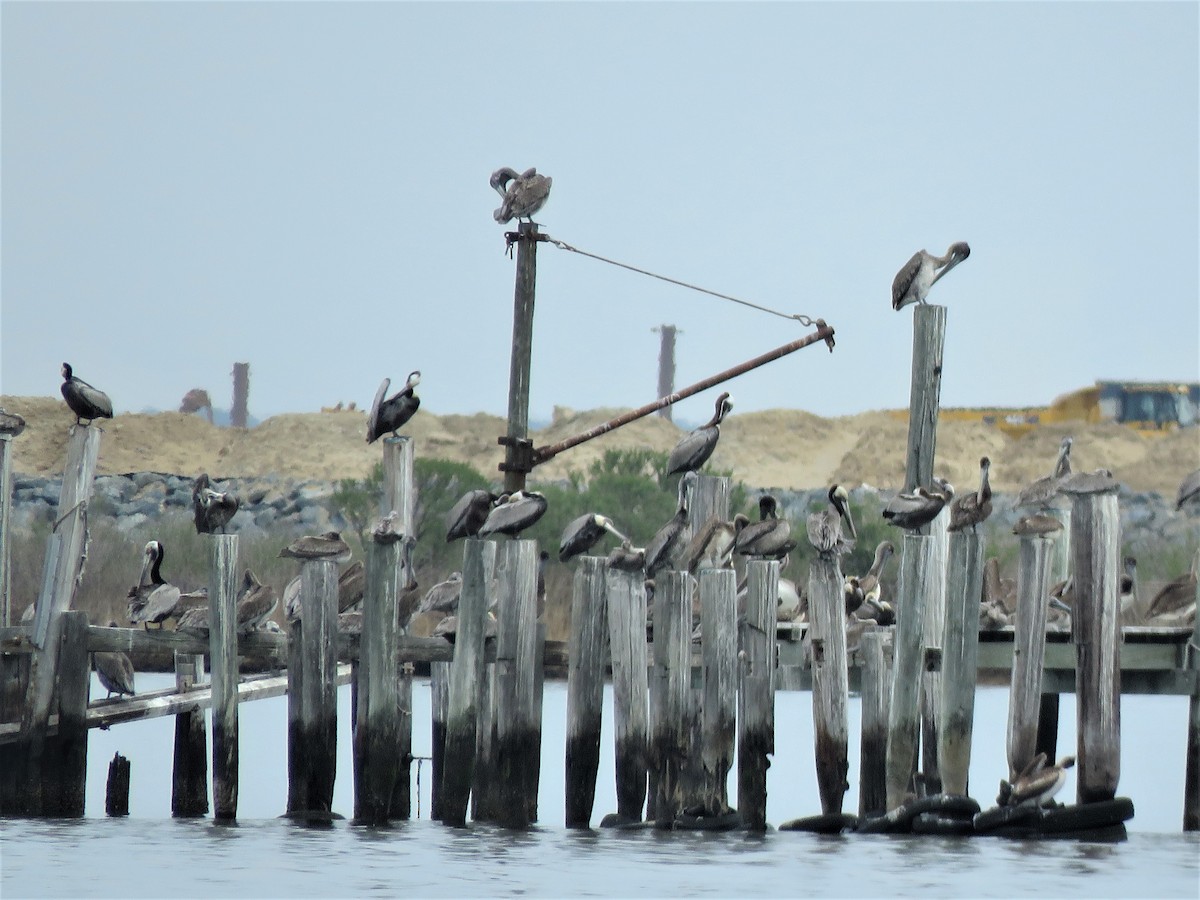 Brown Pelican - ML533258411