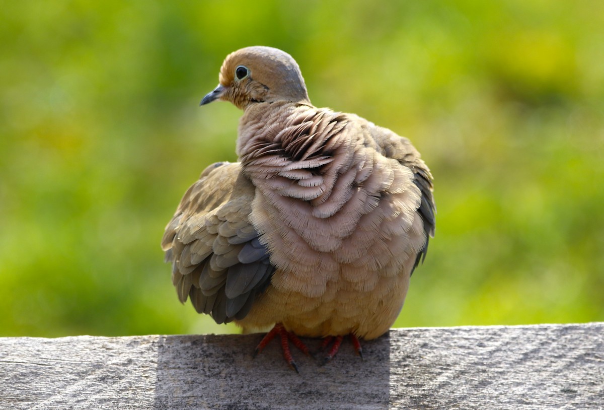 Mourning Dove - ML53325901