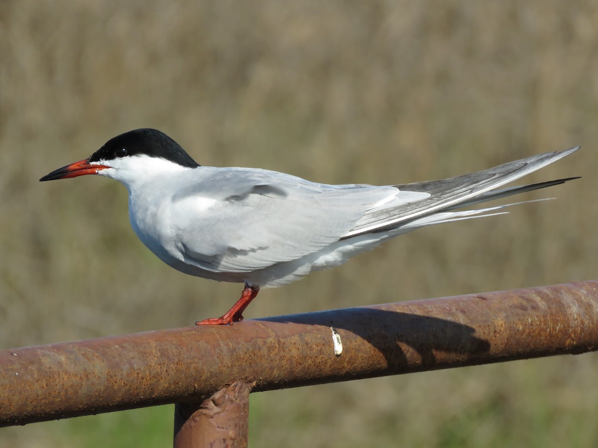 Common Tern (hirundo/tibetana) - ML533259081