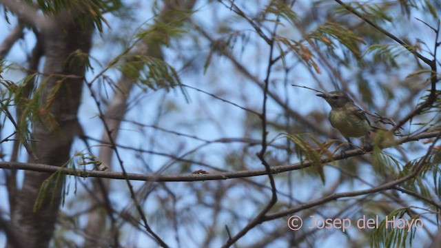 Slender-billed Tyrannulet - ML533259171