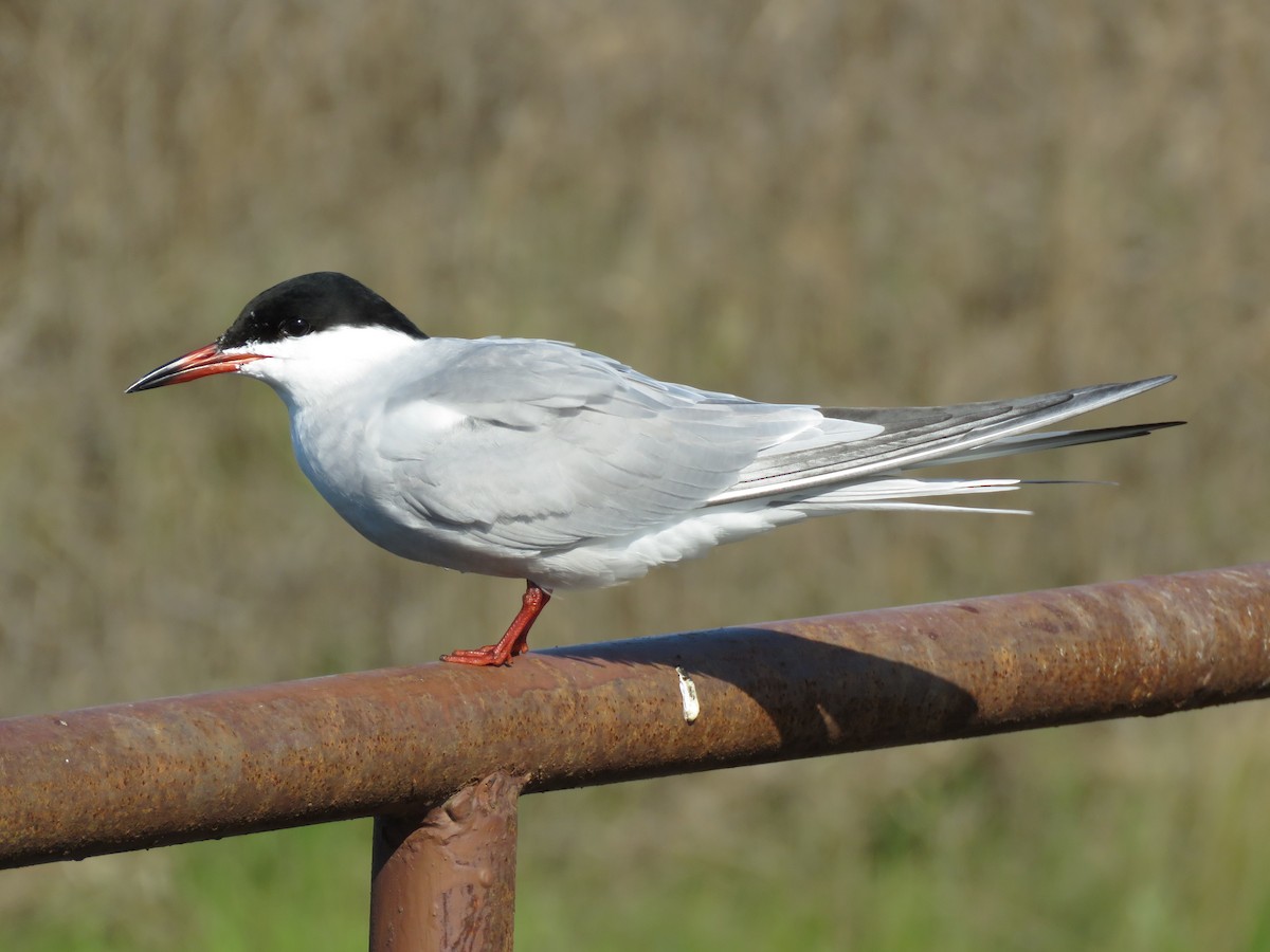 Common Tern (hirundo/tibetana) - ML533259991