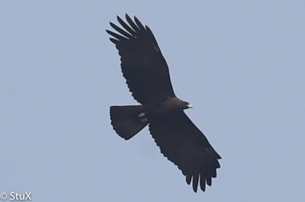 Águila Milana - ML533260451