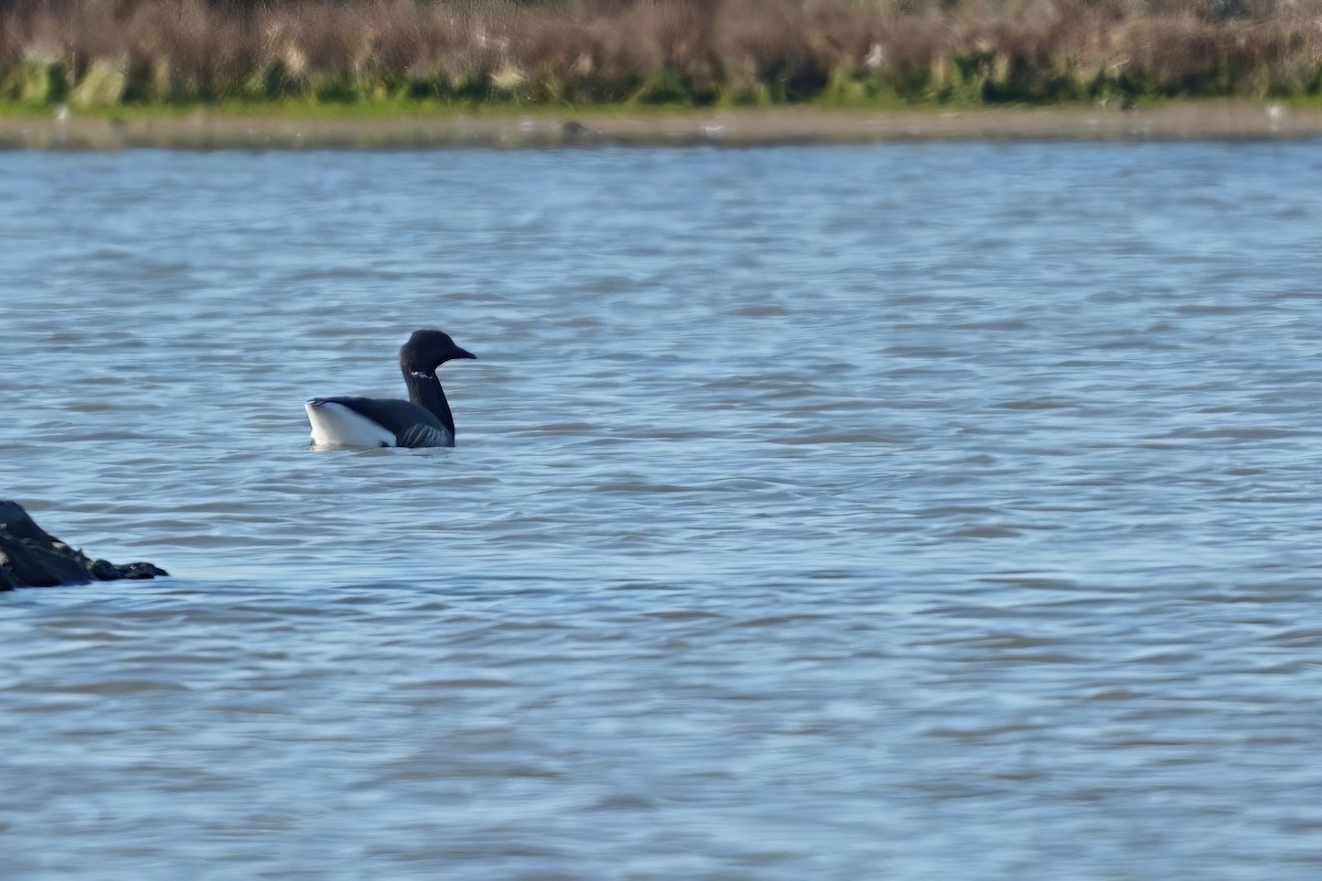 Brant - ML533260921