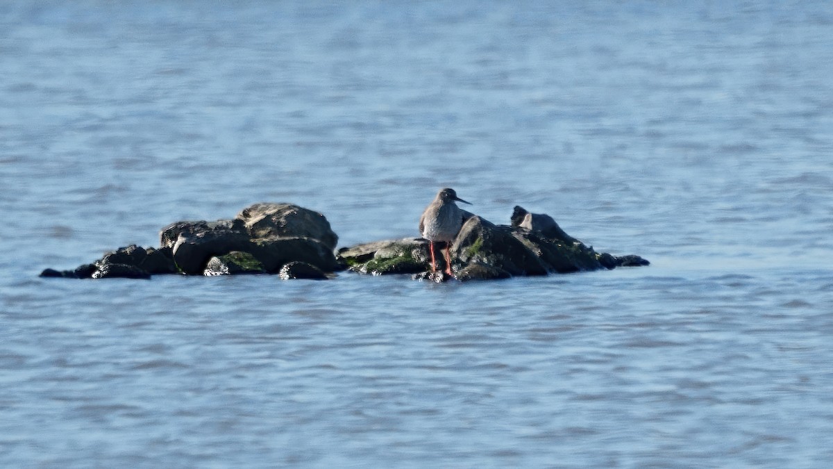 Common Redshank - ML533260991