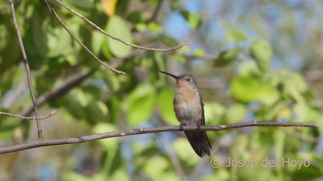 kolibřík rusoprsý - ML533261011