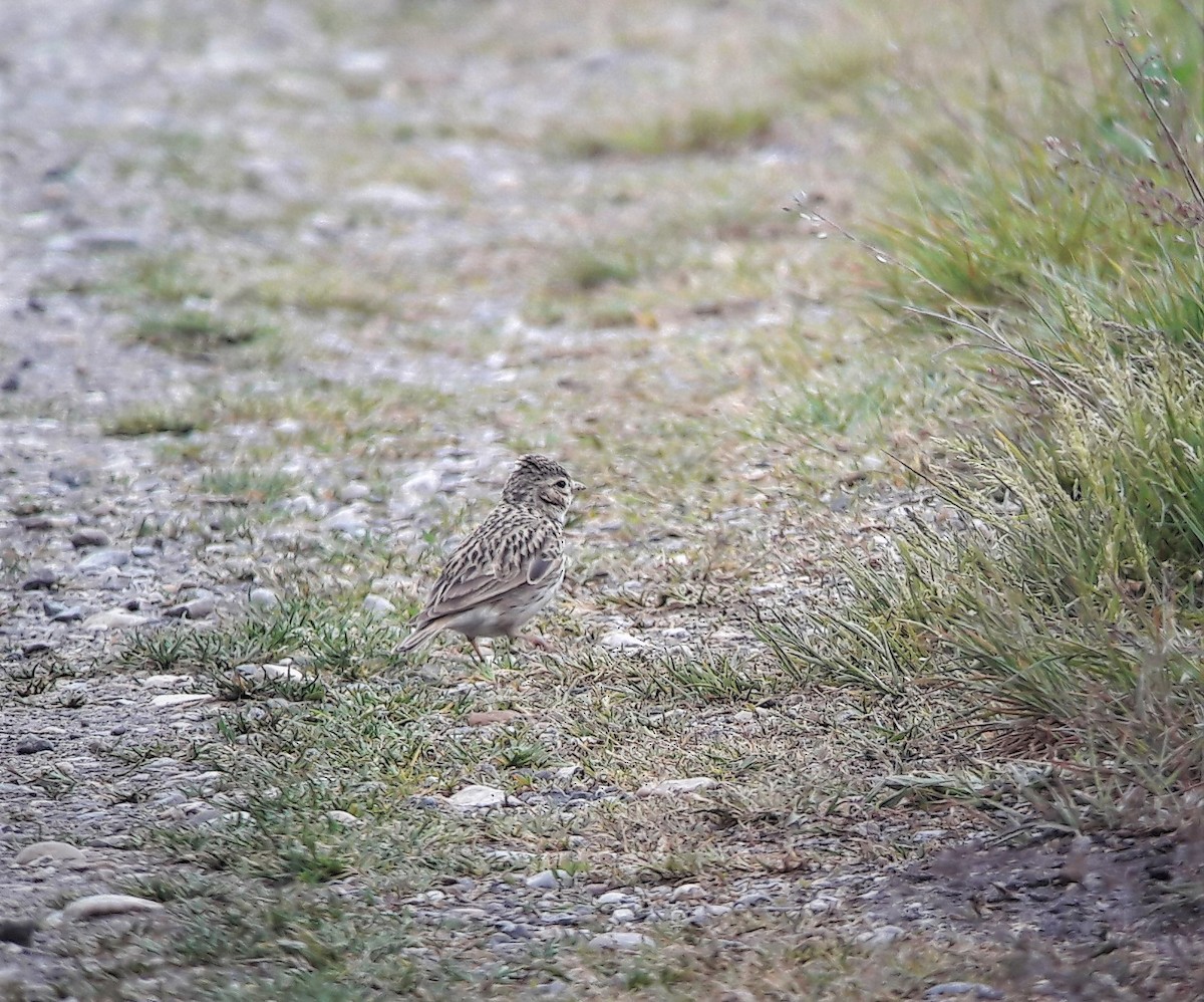 Mediterranean Short-toed Lark - ML533261121