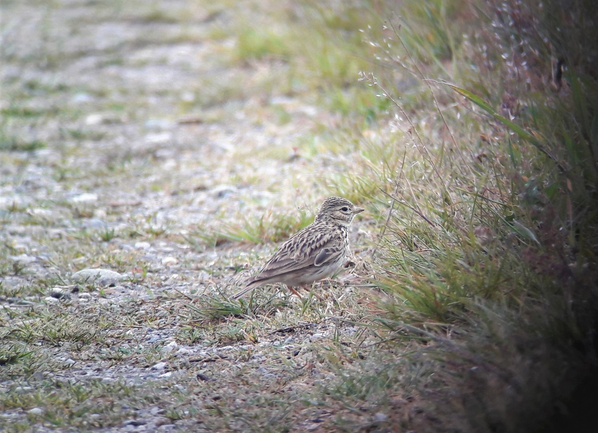 Mediterranean Short-toed Lark - ML533261131