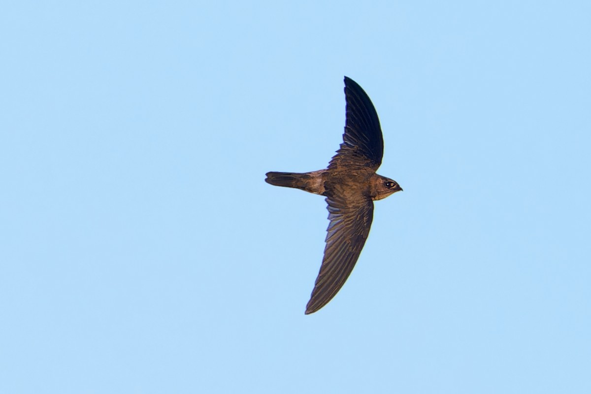 Germain's Swiftlet - ML533261211