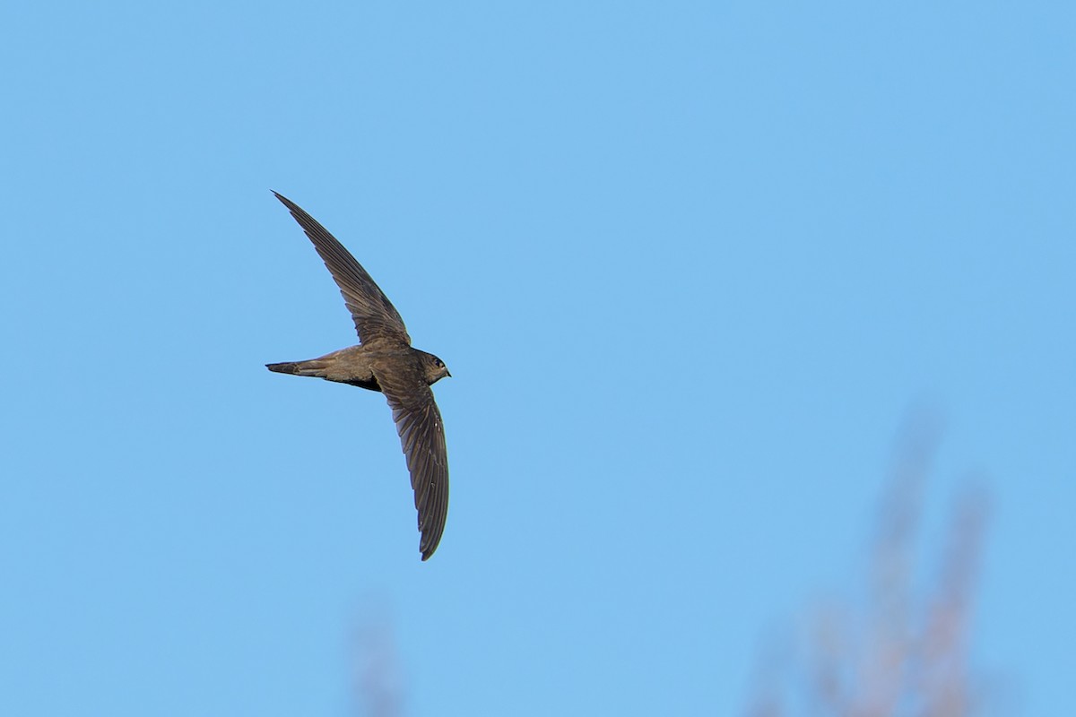 Asian Palm Swift - ML533261261