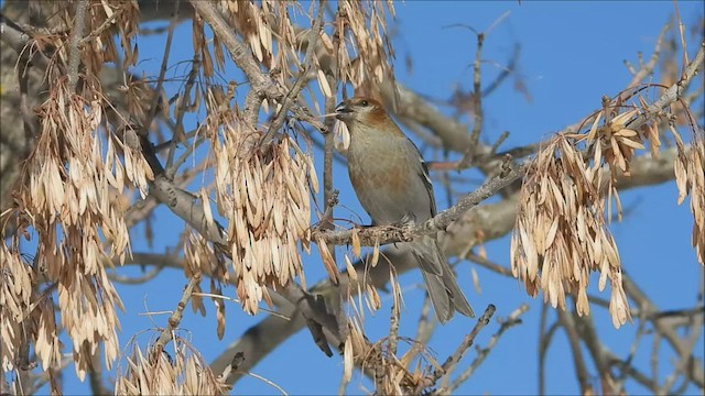 Pine Grosbeak - ML533261461