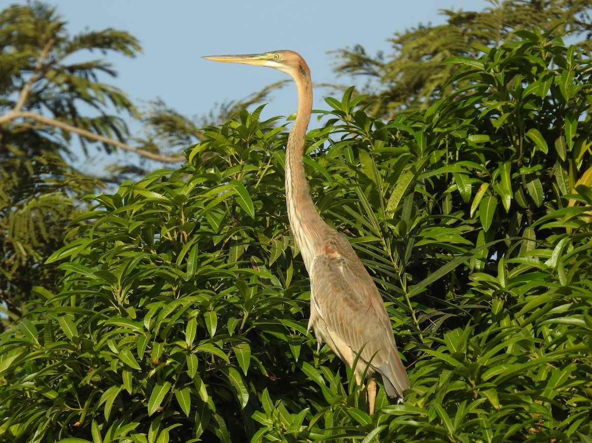 Purple Heron - ML533261521