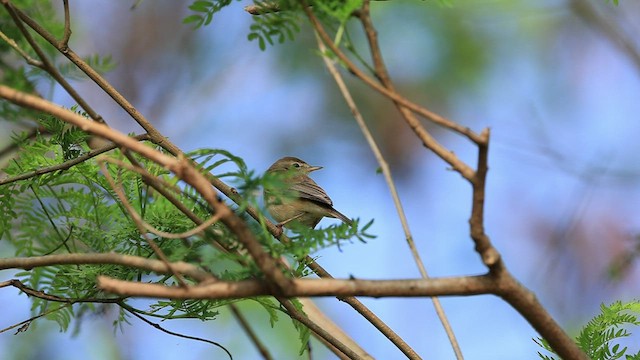 Booted Warbler - ML533261761