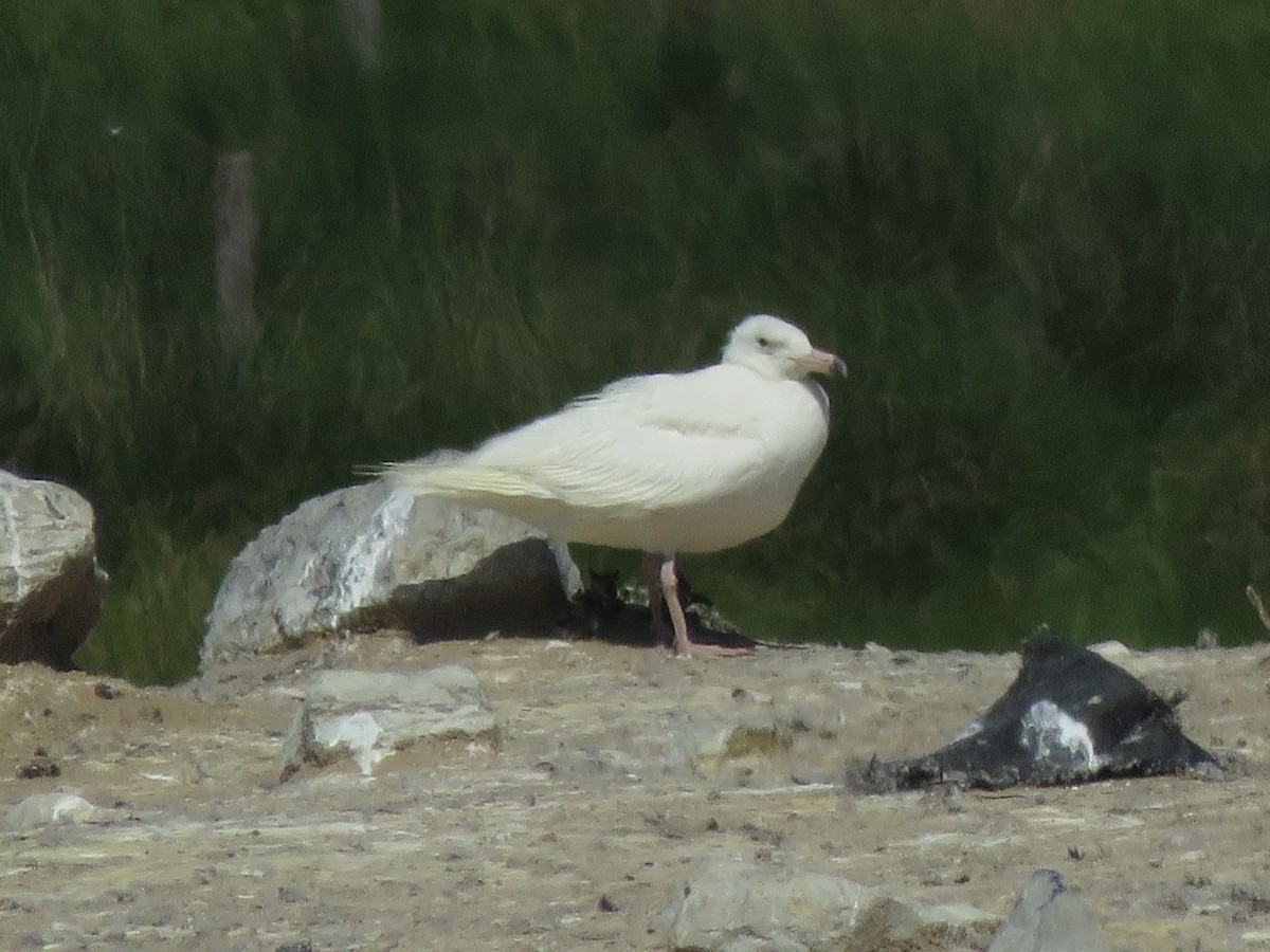 Glaucous Gull - ML533262241