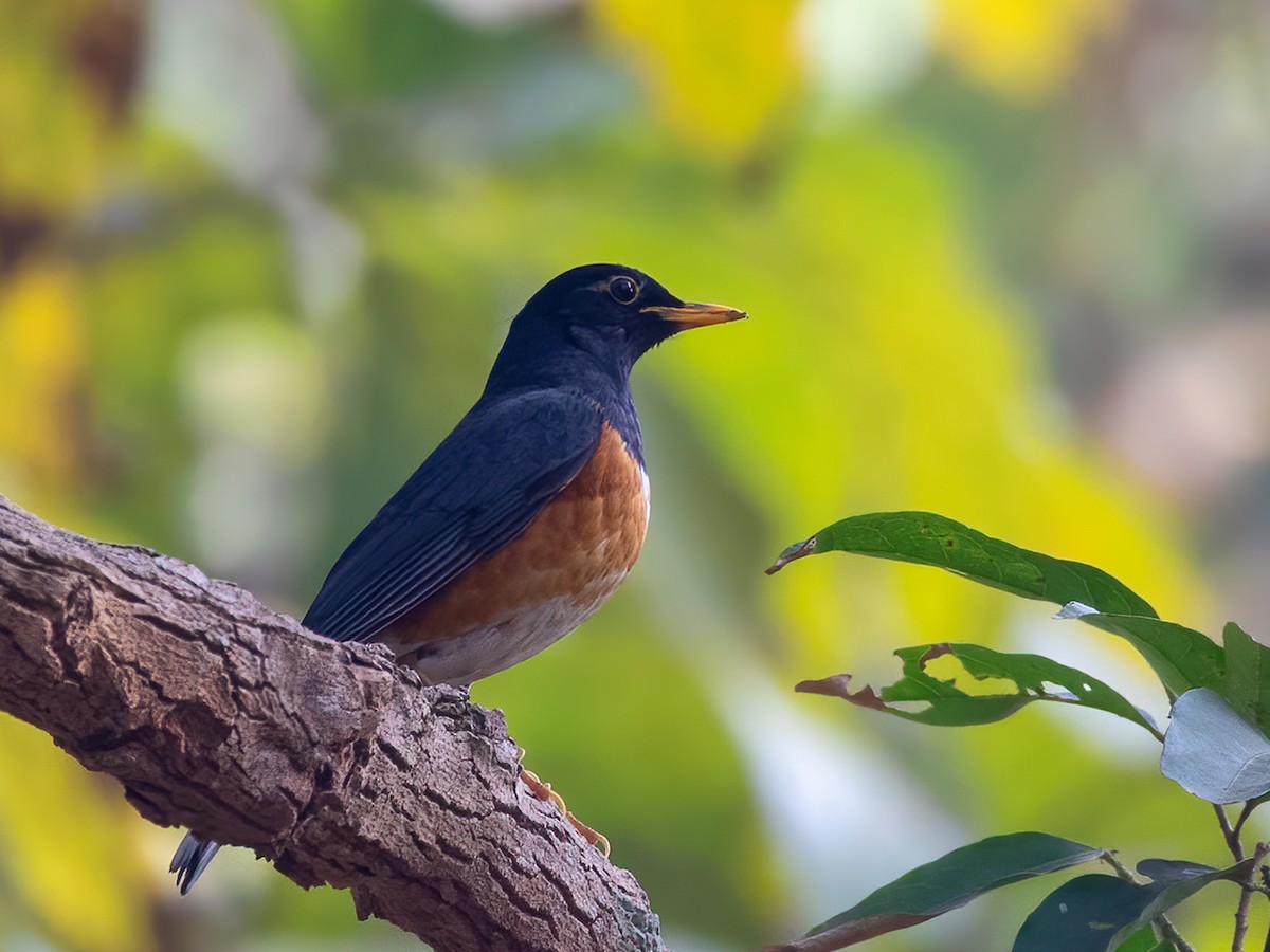 Black-breasted Thrush - ML533262371