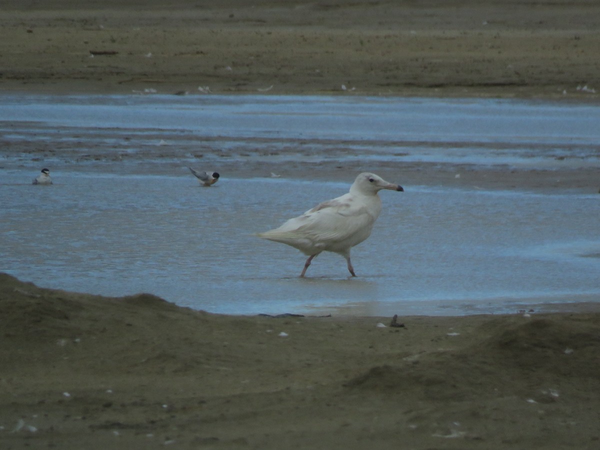 Glaucous Gull - ML533263101